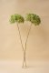 画像1: Dry plants for decor デコール用乾燥紫陽花（アナベル）2014開花 (1)