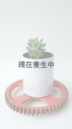 画像1: 多肉植物（スノージェイド・ セデベリア属）苗・オプションでオリジナルスチール丸缶