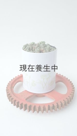 画像1: 多肉植物（プレビフォリウム・セダム属）苗・オプションでオリジナルスチール丸缶