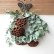 画像1: Dry plants for decor ユーカリリース（銀丸葉＋蓮の花托＋ユーカリの実） (1)