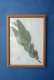 画像1: Dry plants for decor pressed botanical (マクロカルパ） (1)