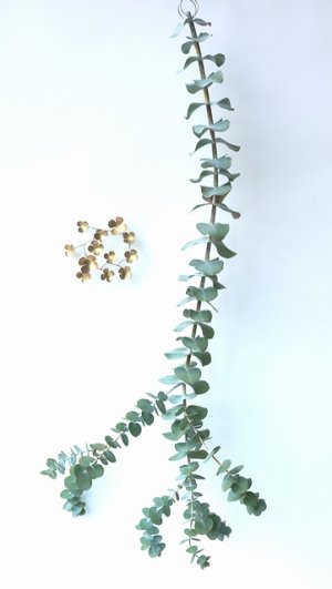 画像1: Dry plants for decor ユーカリ生切り枝（プルベルレンタ・銀世界）タイプ700mm