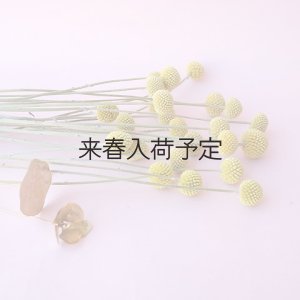 画像1: Dry plants for decor クラスペディア ・グラウカ種