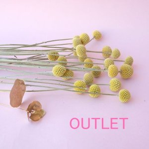 画像1: Dry plants for decor クラスペディア ・グラウカ種（5本セット）＊outlet