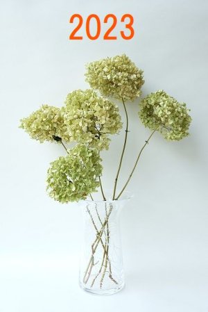 画像1: Dry plants for decor デコール用乾燥紫陽花（アナベル・小）2023年度開花分