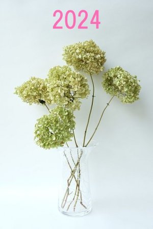 画像1: Dry plants for decor デコール用乾燥紫陽花（アナベル・小）2024年度開花分