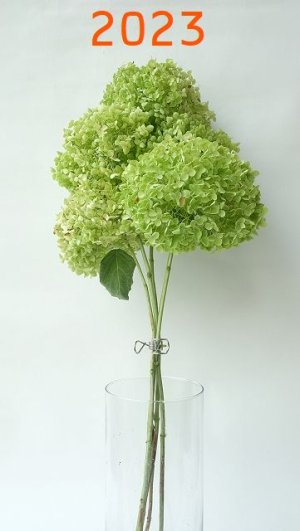 画像1: Dry plants for decor デコール用乾燥紫陽花（アナベル・中）2021年度開花分