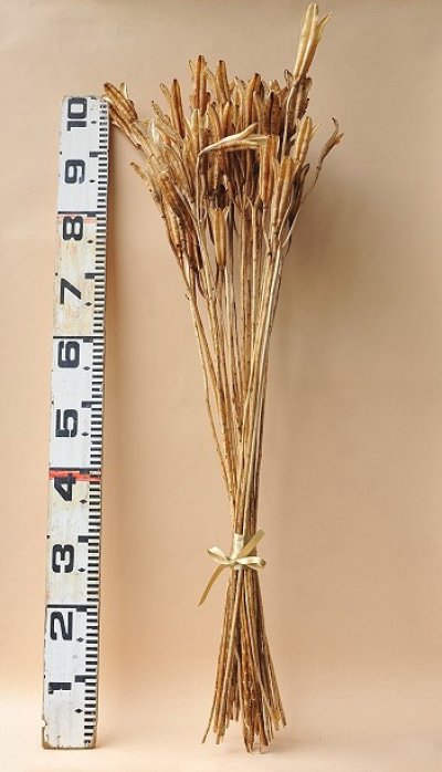 画像3: Dry plants for decor デコール用乾燥ユリ（Lサイズ・15本セット）