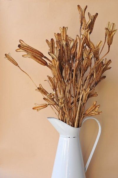 画像1: Dry plants for decor デコール用乾燥ユリ（Sサイズ・15本セット）