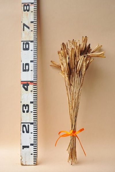 画像3: Dry plants for decor デコール用乾燥ユリ（Sサイズ・15本セット）