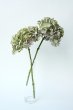 画像1: Dry plants for decor デコール用乾燥紫陽花（アキイロアジサイ）2014開花 (1)