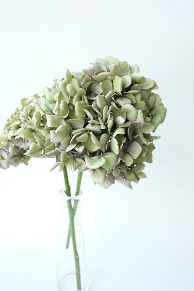 画像2: Dry plants for decor デコール用乾燥紫陽花（アキイロアジサイ）2014開花