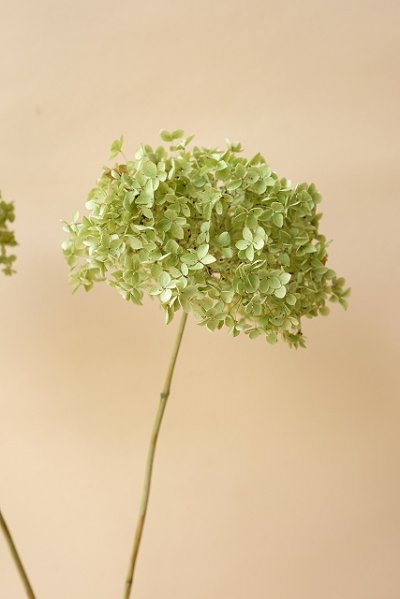 画像1: Dry plants for decor デコール用乾燥紫陽花（アナベル）☆2014開花分のアウトレット☆