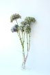 画像1: Dry plants for decor デコール用乾燥紫陽花（アキイロアジサイ・小）2015開花 (1)