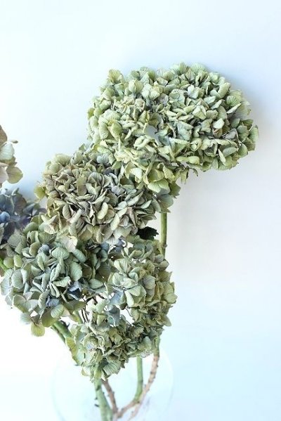 画像2: Dry plants for decor デコール用乾燥紫陽花（アキイロアジサイ・小）2015開花