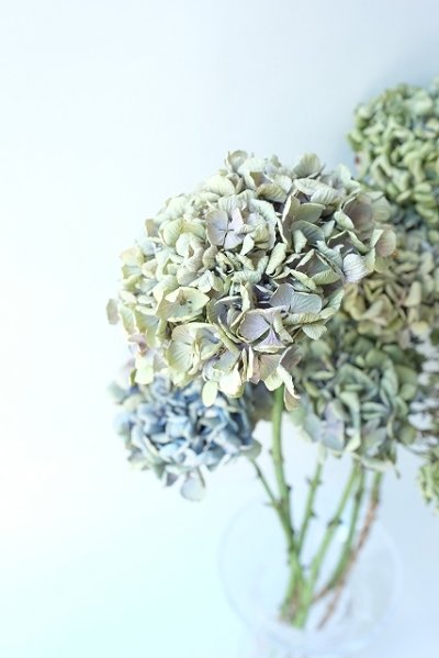 画像1: Dry plants for decor デコール用乾燥紫陽花（アキイロアジサイ・小）2015開花