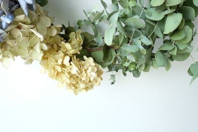 画像1: Dry plants for decor ユーカリリース（銀丸葉＋ドライアジサイ3種）