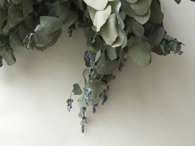 画像3: Dry plants for decor ユーカリシンプルスワッグ