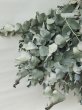 画像4: Dry plants for decor ユーカリシンプルスワッグ (4)