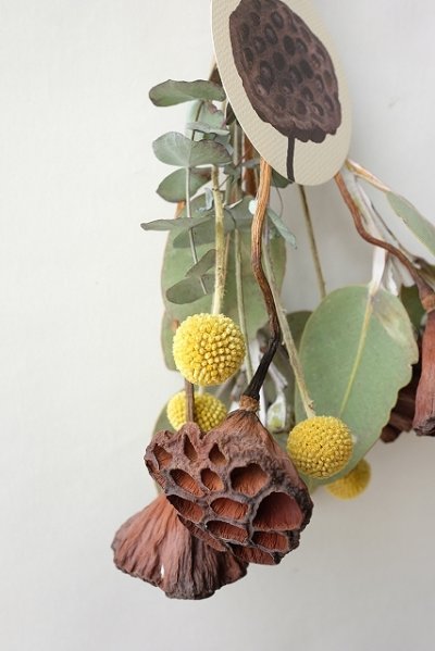 画像1: Dry plants for decor テトラゴナミックススワッグ