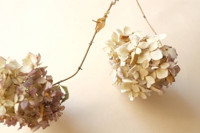 画像3: Dry plants for decor ドライアジサイイッテンモノ