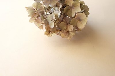 画像3: Dry plants for decor ドライアジサイイッテンモノ