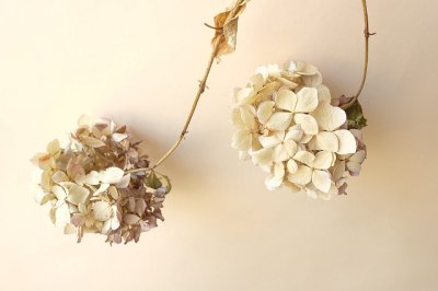 画像2: Dry plants for decor ドライアジサイイッテンモノ