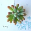 画像2: 多肉植物・大苗・オプションでオリジナルスチール丸缶 (2)