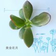 画像3: 多肉植物・大苗・オプションでオリジナルスチール丸缶 (3)