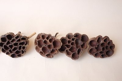 画像3: Dry plants for decor デコール用乾燥花托（蓮）セット