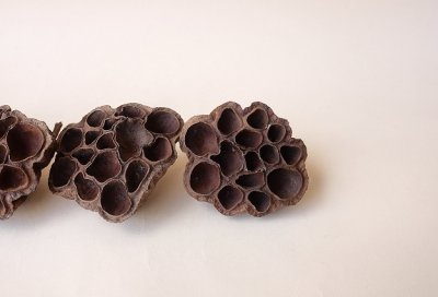 画像2: Dry plants for decor デコール用乾燥花托（蓮）セット