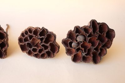 画像2: Dry plants for decor デコール用乾燥花托（蓮）セット＊outlet＊