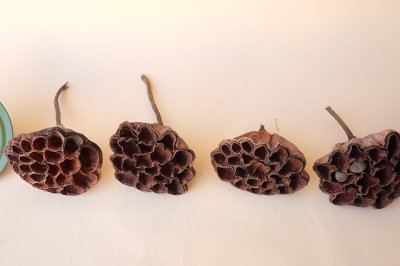 画像3: Dry plants for decor デコール用乾燥花托（蓮）セット＊outlet＊