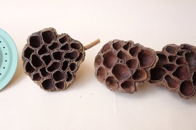 画像1: Dry plants for decor デコール用乾燥花托（蓮）セット