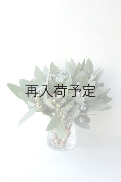 画像1: Dry plants for decor 乾燥ユーカリ・テトラゴナシルバー（実付き）Ｍサイズ (1)