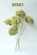 画像1: Dry plants for decor デコール用乾燥紫陽花（アナベル・小）2021年度開花分 (1)