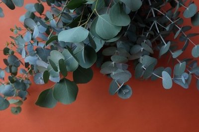 画像3: Dry plants for decor ユーカリ2種シンプルスワッグ