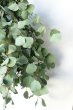 画像5: Dry plants for decor ユーカリ2種シンプルスワッグ (5)