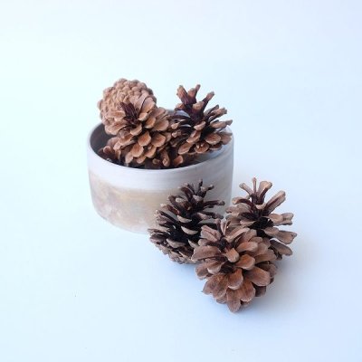 画像1: Dry plants for decor デコール用乾燥松ぼっくり（3個入）