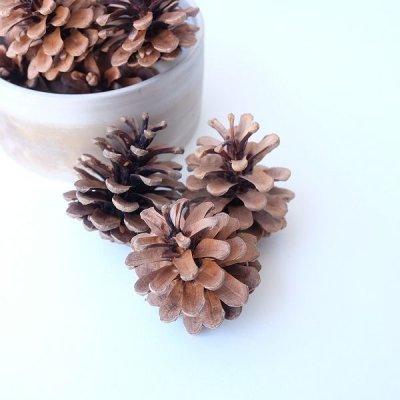 画像2: Dry plants for decor デコール用乾燥松ぼっくり（3個入）