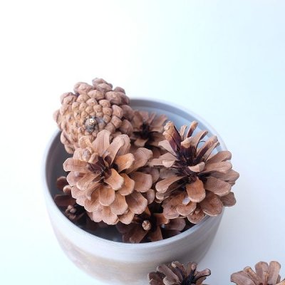 画像3: Dry plants for decor デコール用乾燥松ぼっくり（3個入）