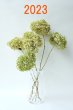 画像1: Dry plants for decor デコール用乾燥紫陽花（アナベル・小）2023年度開花分 (1)