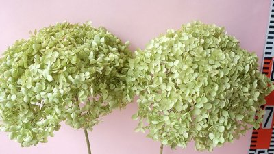 画像1: Dry plants for decor デコール用乾燥紫陽花（アナベル・大）2024年度開花分2本セット