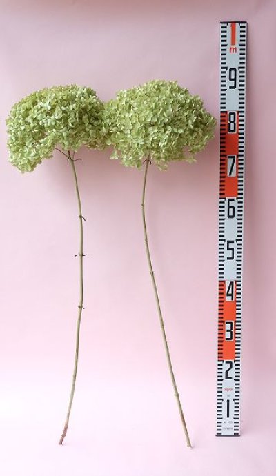 画像2: Dry plants for decor デコール用乾燥紫陽花（アナベル・大）2024年度開花分2本セット