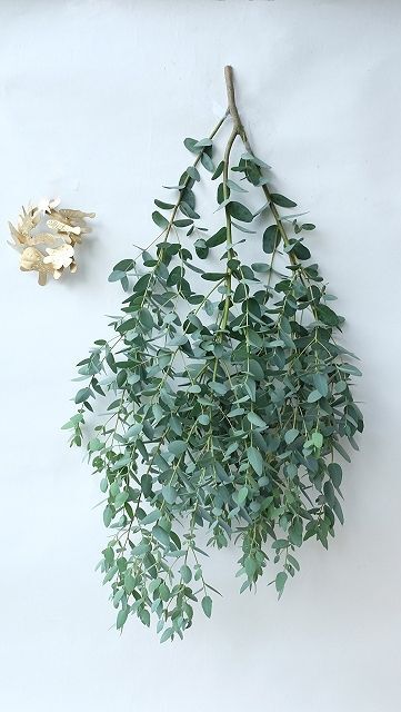 Dry Plants For Decor ユーカリ生切り枝 グニー タイプ500 700mm 流木素材市場 阿波遊木